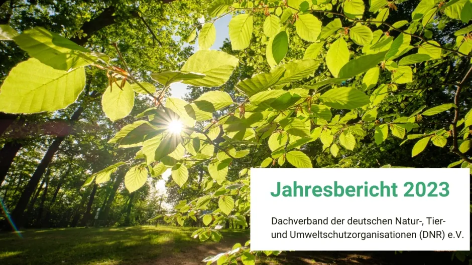 Titelbild DNR-Jahresbericht 2023 - sonnendurchflutete Buchenblätter